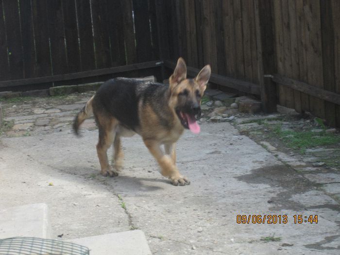 IMG_0271 - ciobanesc german oscar