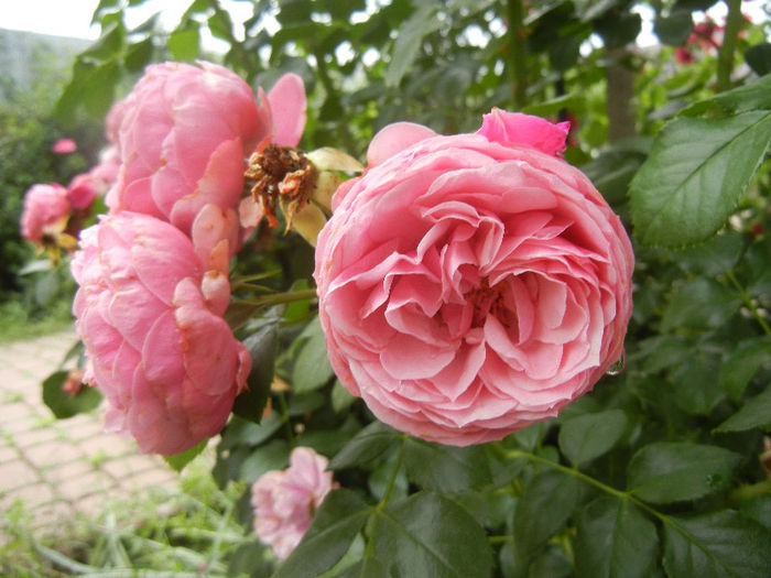 Rose Louise Odier (2013, June 08)