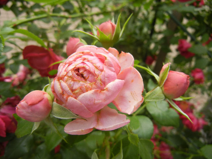 Rose Louise Odier (2013, June 08)