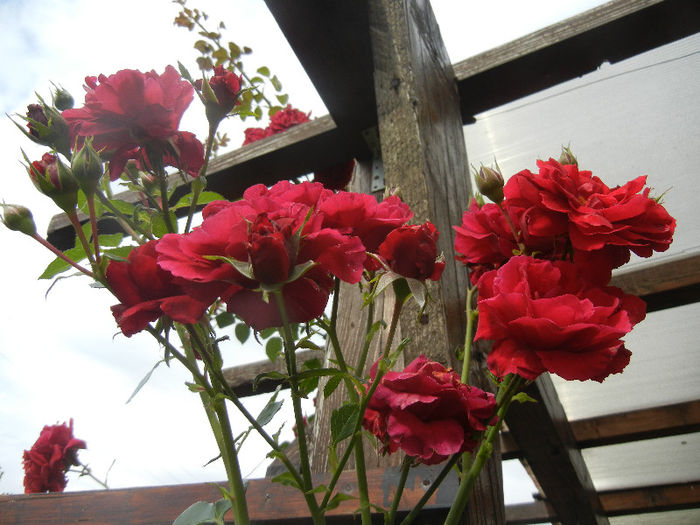 Rose Blaze Superior (2013, June 08) - Rose Blaze Superior