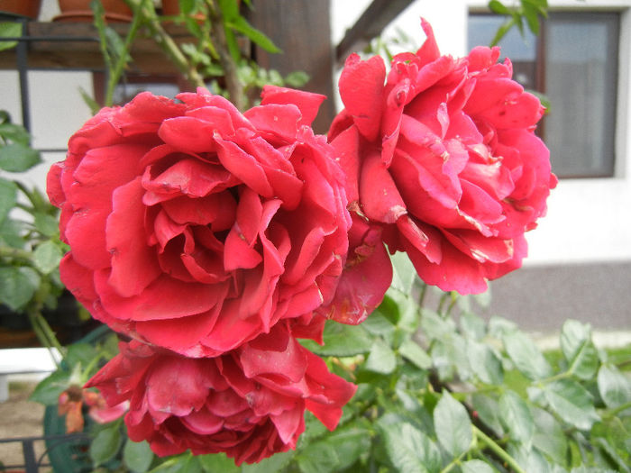 Rose Blaze Superior (2013, June 08) - Rose Blaze Superior