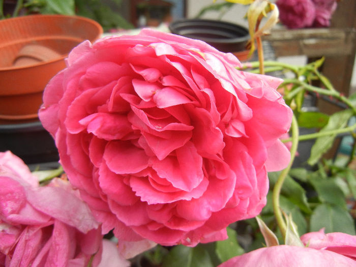 Rose Parade (2013, June 08)