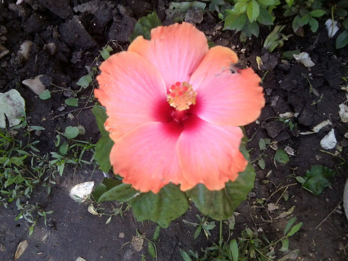 Fotografie2661 - pasion