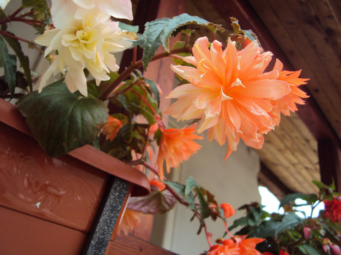 DSC06000 - Begonii