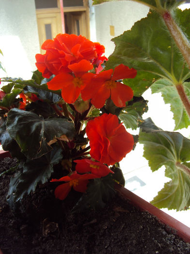 DSC06011 - Begonii