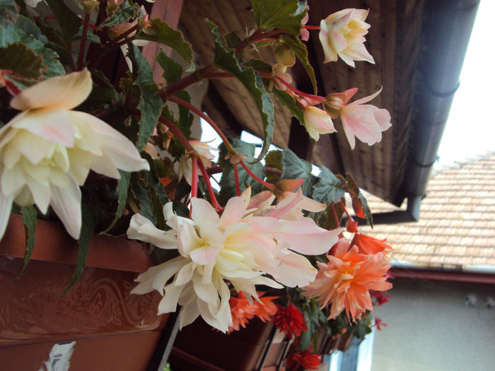 DSC06002 - Begonii