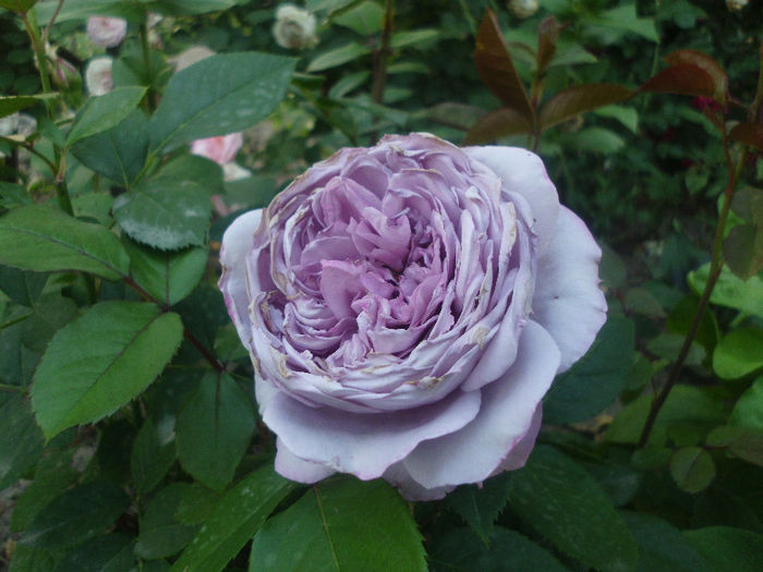 novalis - Trandafiri si clematite 2013