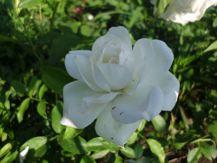 iceberg - Trandafiri si clematite 2013