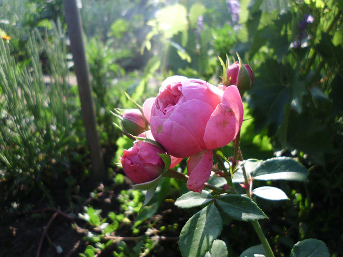 pomponela - Trandafiri si clematite 2013