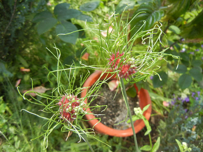 Allium Hair (2013, June 09)