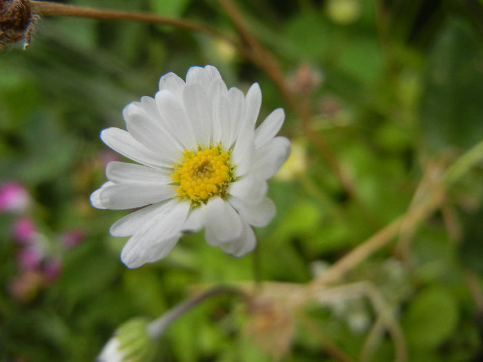 Bellis perennis (2013, June 08) - BELLIS Perennis