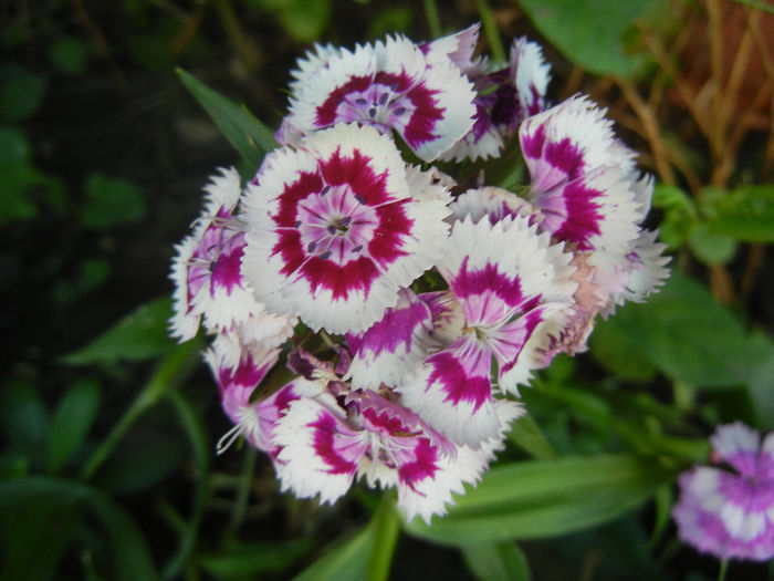 Dianthus barbatus (2013, June 09) - Dianthus Barbatus
