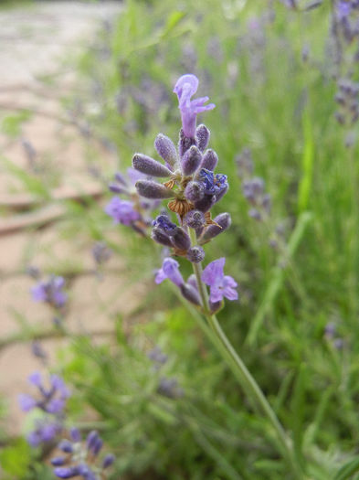 Lavender_Lavanda (2013, June 08) - LAVENDER Lavanda