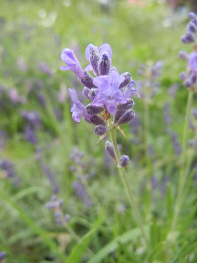 Lavender_Lavanda (2013, June 08) - LAVENDER Lavanda