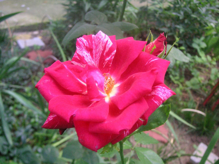 SANY0029