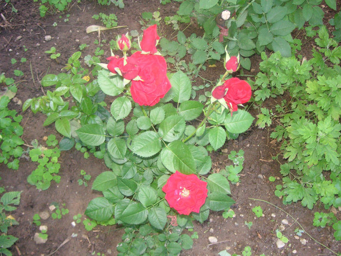 SANY0010