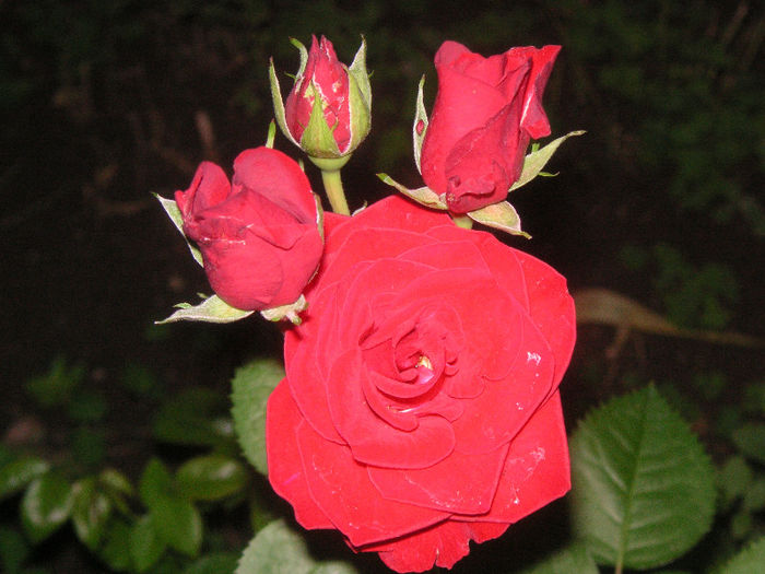 SANY0011