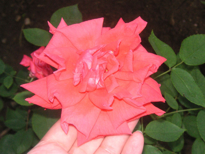 SANY0012
