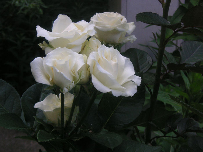 SANY0015