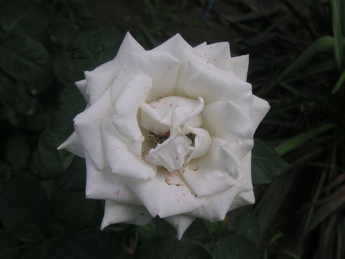 SANY0019