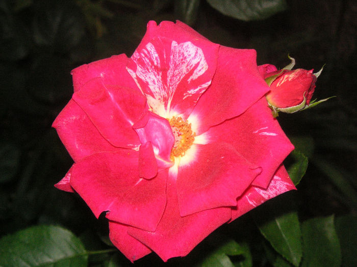 SANY0028