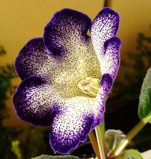 Tigrina Blue 1 - Gloxinii
