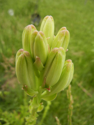 Madonna Lily (2013, May 29) - LILY Madonna Lily