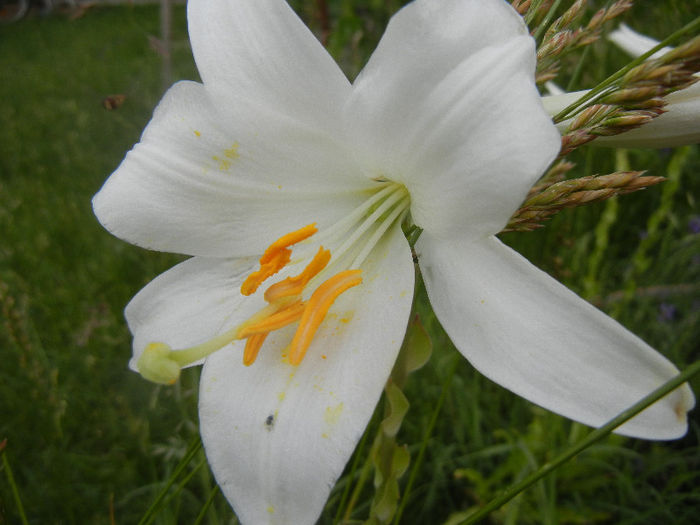 Madonna Lily (2013, June 08)