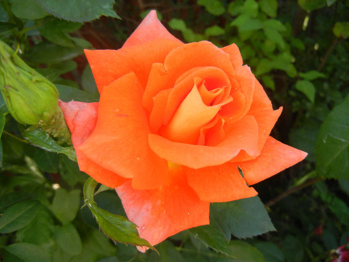 Rose Monica (2013, June 09)