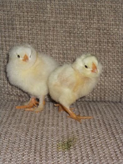 faverolles si orloff