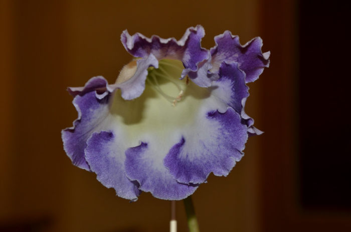 Larissa - Gloxinii 2013