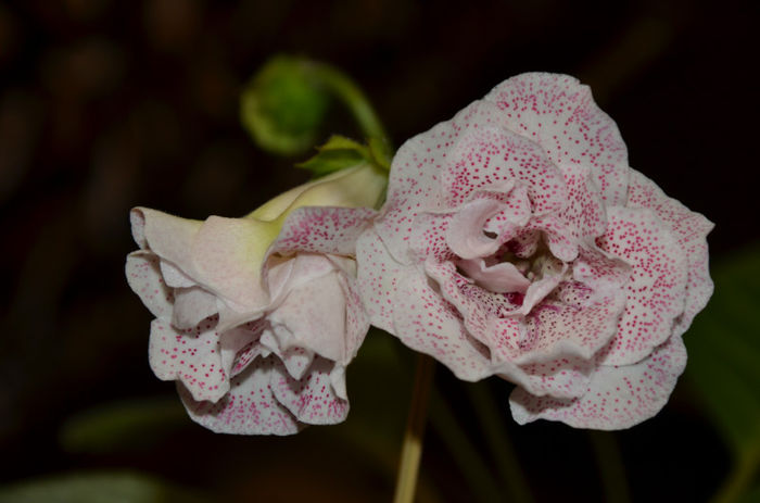 Mylie Vesnush Arianna - Gloxinii 2013