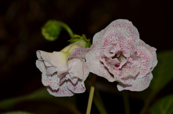 Mylie Vesnush - Gloxinii 2013