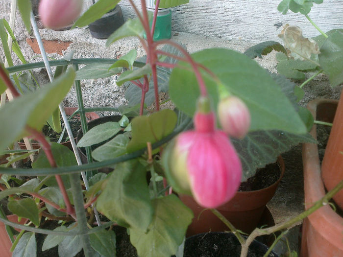 fucsia - 2013