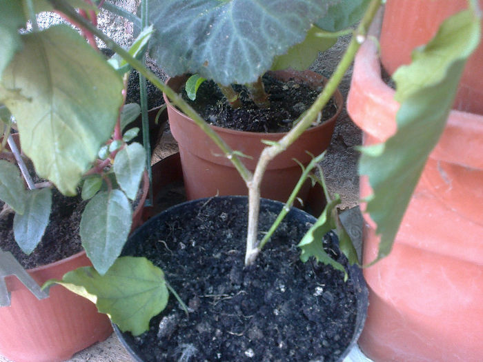 se usuca dar nu stiu de ce,hibiscus