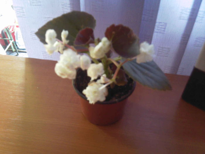 Begonia cu floare trandafiras alba