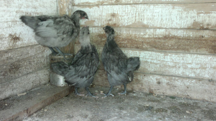 2013-06-08-1589 - Australorp Albastru - Negru