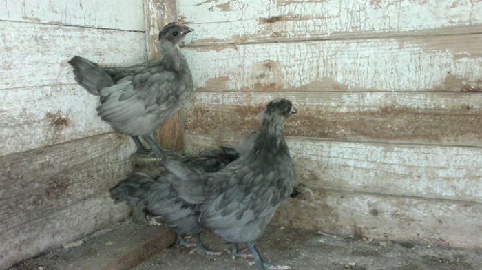 2013-06-08-1590 - Australorp Albastru - Negru