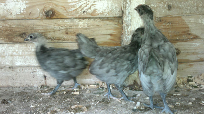 2013-06-08-1594 - Australorp Albastru - Negru