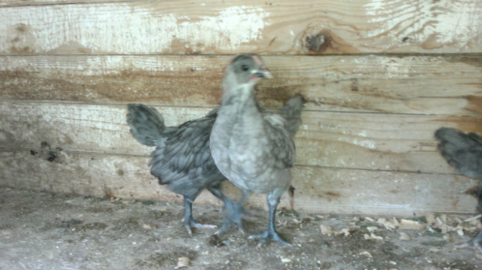 2013-06-08-1595 - Australorp Albastru - Negru