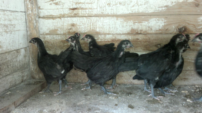 2013-06-08-1606 - Australorp Albastru - Negru