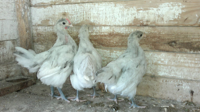 2013-06-08-1601 - Australorp Albastru - Negru