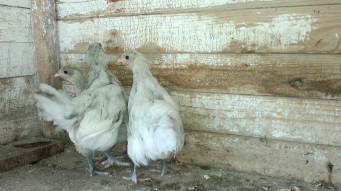 2013-06-08-1603 - Australorp Albastru - Negru