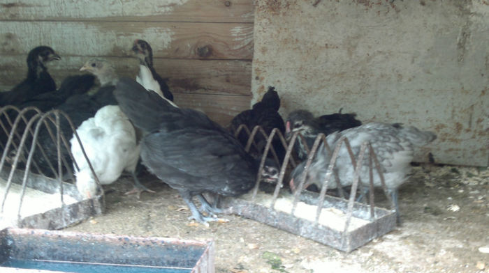 2013-06-08-1552 - Australorp Albastru - Negru