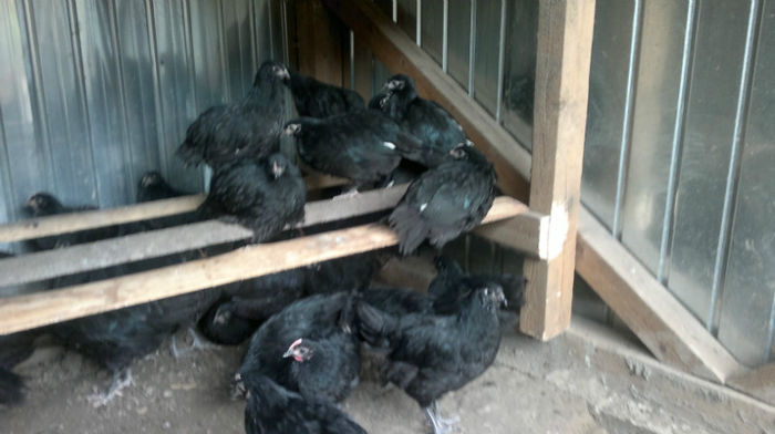 2013-06-08-1529 - Australorp Negru