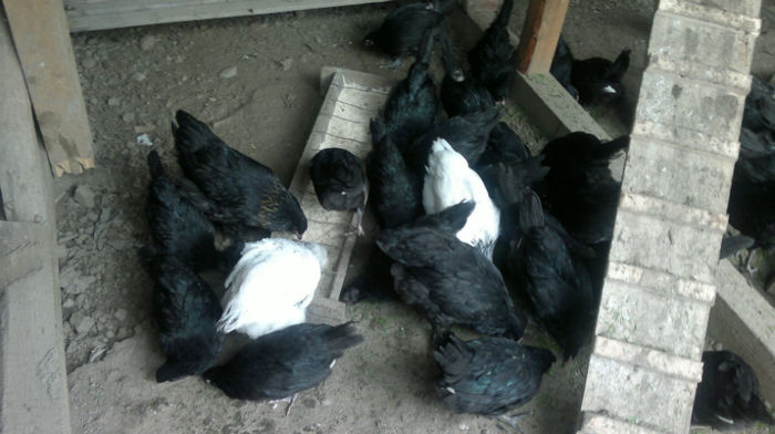 2013-06-08-1534 - Australorp Negru