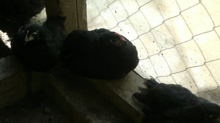 2013-06-08-1567 - Australorp Negru