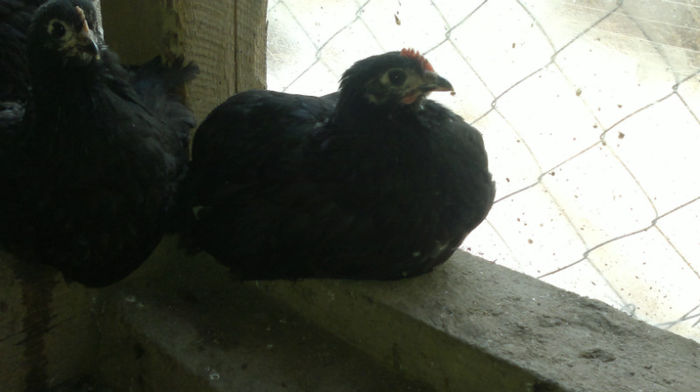 2013-06-08-1568 - Australorp Negru