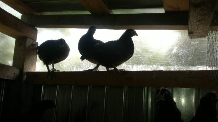 2013-06-08-1575 - Australorp Negru