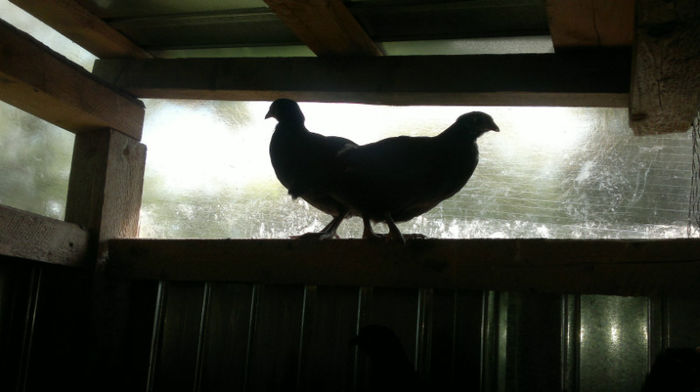 2013-06-08-1576 - Australorp Negru